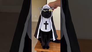 It's October! Funny Cat Prank #halloween #funny #cats #scary #spooky #october #funnyprank #pranks