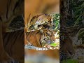 What Emotions Do Tigers Show 