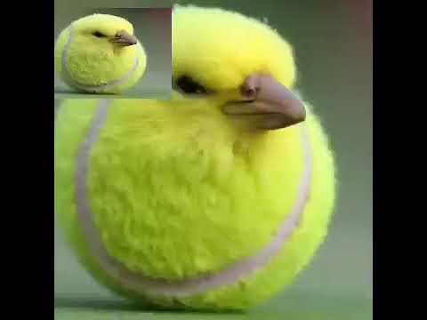 Tennis Ball Bird Sweep - YouTube