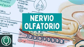 🧠 Primer Par Craneal: Nervio y Vía Olfatoria | 🩺 MDNote
