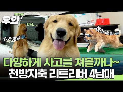 [⭐‍️#우와픽] 개성도 매력도 사고도 <strong>4배</strong> 이벤트! 4견 4색 리트리버🐶 #TV동물농장 #우와한비디오 #우와비