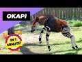 Okapi  the rare creature of the congo  1 minute animals