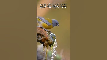 وَلَسَوۡفَ يُعۡطِيكَ رَبُّكَ فَتَرۡضَىٰٓ ✨🤍سورة الضحى🎧#ماهر_المعيقلي #سورة_الضحى#قرآن #قرآن_كريم