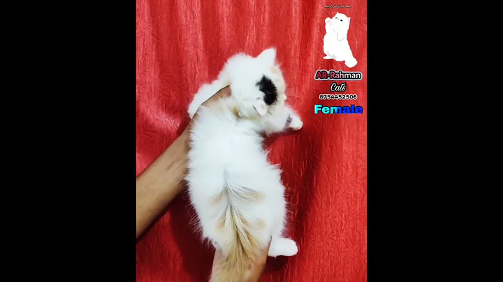 Video 2076151: kitten persiancat catlover, persiancat cats catlover, persiancat calico