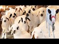 Cute little farm animals relax sound  chicken  duck  cow  sheep  baby goat  lambs