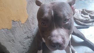 Bulletkesathblockbananekaday3