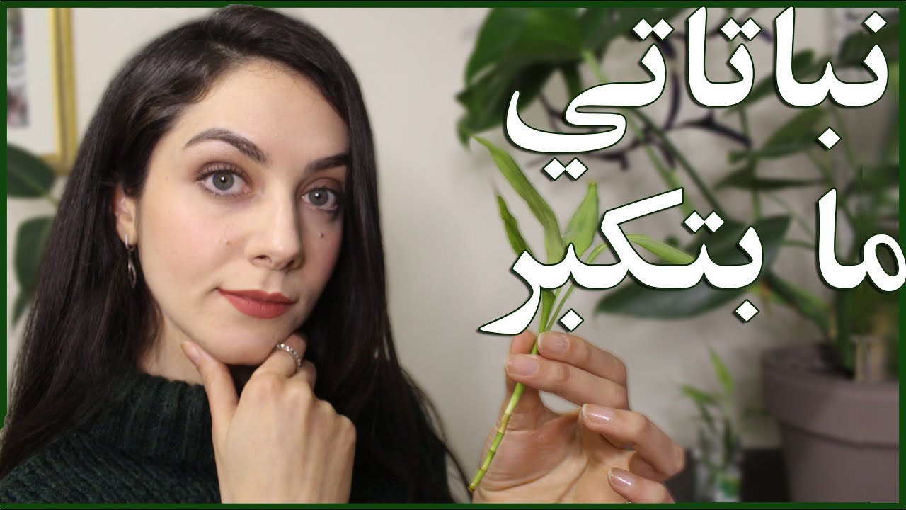 ليش نباتاتي ماعم تكبر: 8 أسباب تخلي نباتاتك تكبر ببطئ أو ما تكبر