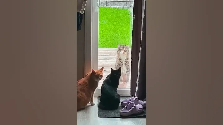 Watch the video about Funny Moments #cat #funnycat #catlover #funny #pets #cute cat #animals