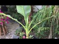 JM's Exotic Garden Juli 2017