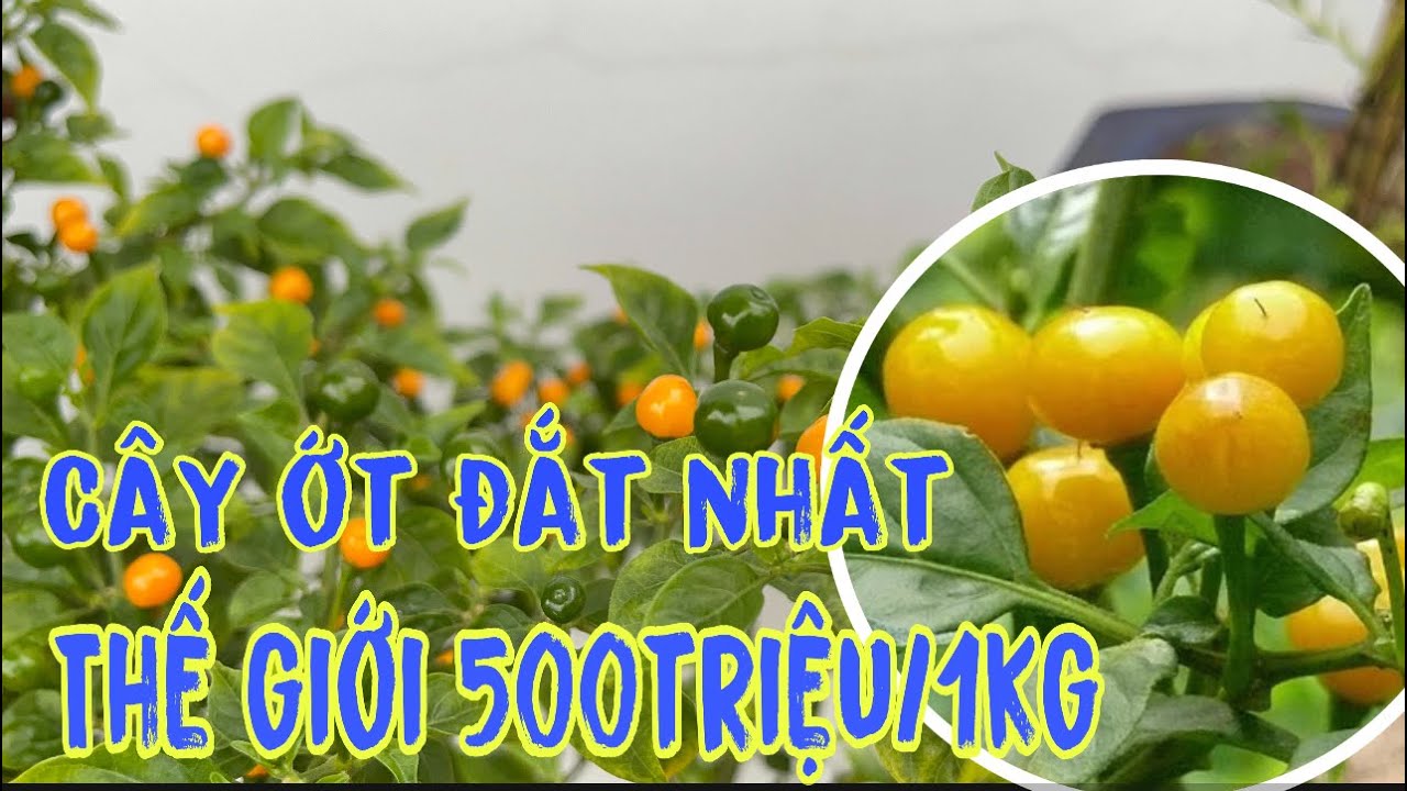 ĐẶC ĐIỂM ỚT PERU (CHARAPITA) CÁCH ƯƠM TRỒNG, VÀ NUÔI DƯỠNG CÂY - YouTube