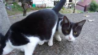 雑草を食べてる子猫を撮ってたら何か野良猫が集まってきた。