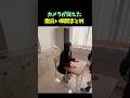 カメラが捉えた面白い瞬間まとめ🤣