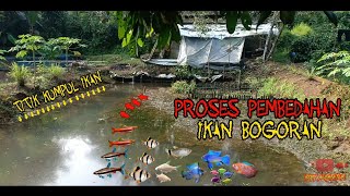 PANEN IKAN HIAS BOGORAN