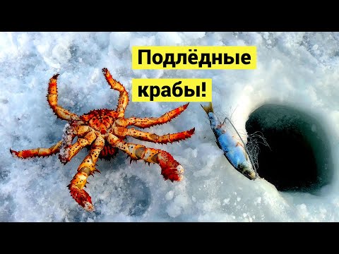 Crabs right at the shore! The first thin ice!