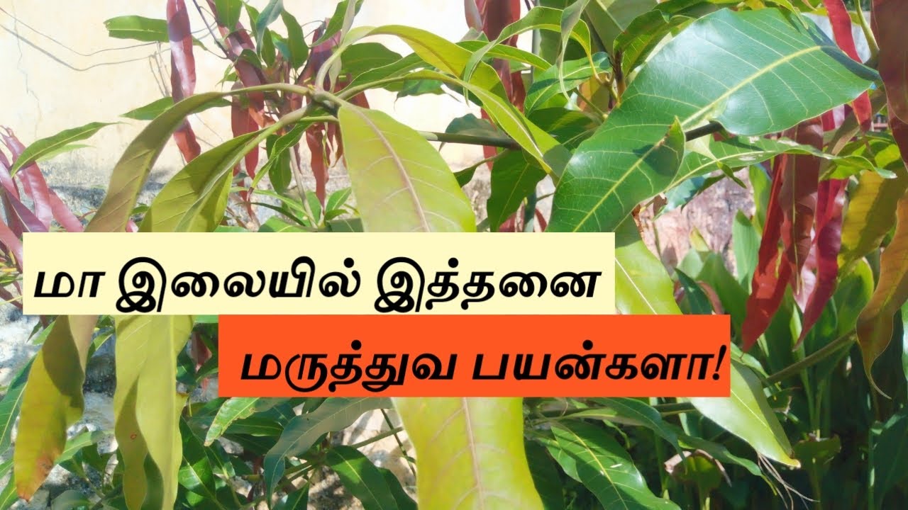 மா இலையில் இத்தனை மருத்துவ பயன்களா! Benefits of Mango tree ma Maram