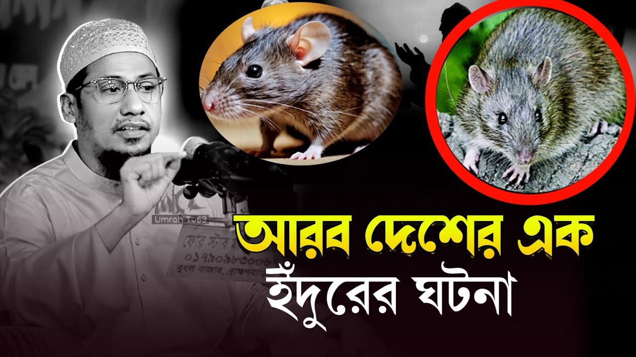 আরব দেশের এক ইঁদুরের ঘটনা শুনলে আপনি অবাক হয়ে যাবেন || আনিসুর রহমান আশরাফী | Anisur Rahman Ashrafi