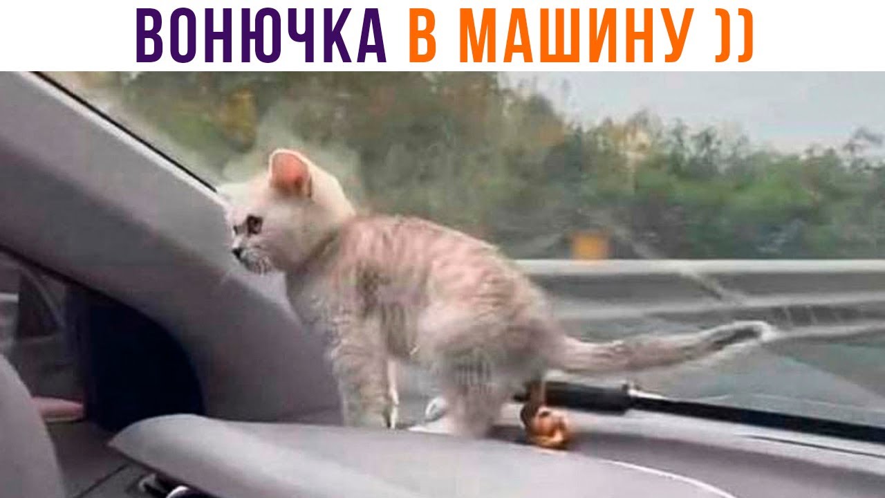 ВОНЮЧКА В МАШИНУ ))) Приколы с котами | Мемозг 1243 - YouTube