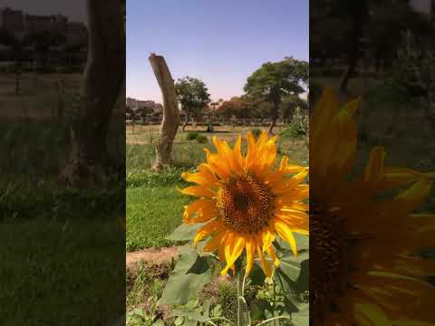 صور من جامعه حلوان