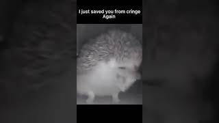 I don’t shut up I grow up | porcupine saving from cringe content