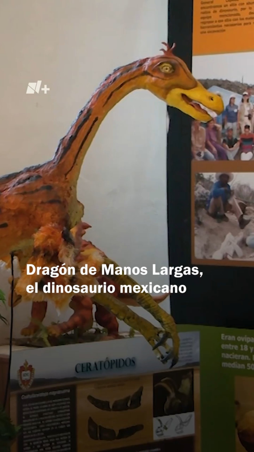 Descubren nuevo dinosaurio mexicano: Dragón de manos largas #nmas #shorts #dinosaurios
