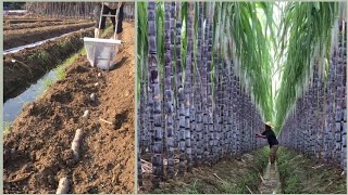 Sugar cane growing technology(China)