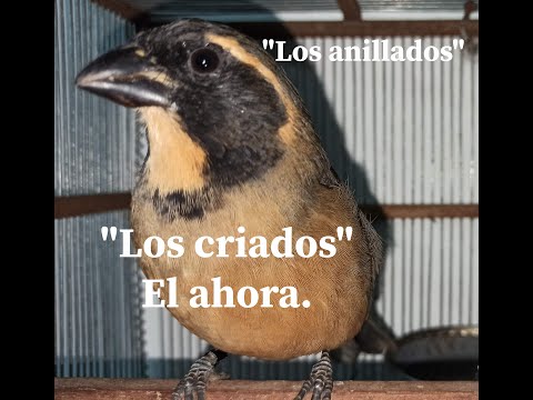 Pica hueso cantando y peleando "los criados"
