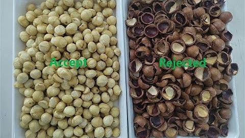 Topsort macadamia nut kernel and shell sorter/color sorter/color sorting machine