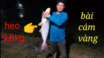 Lên heo hồ thành công..bài cám vàng #giaolưucâucá#teslcám#câucá#fishing