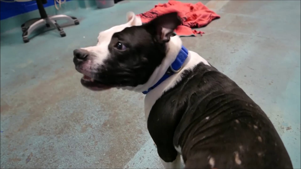 Apollo - A1100797 - Brooklyn ACC camera iphone 8 plus apk