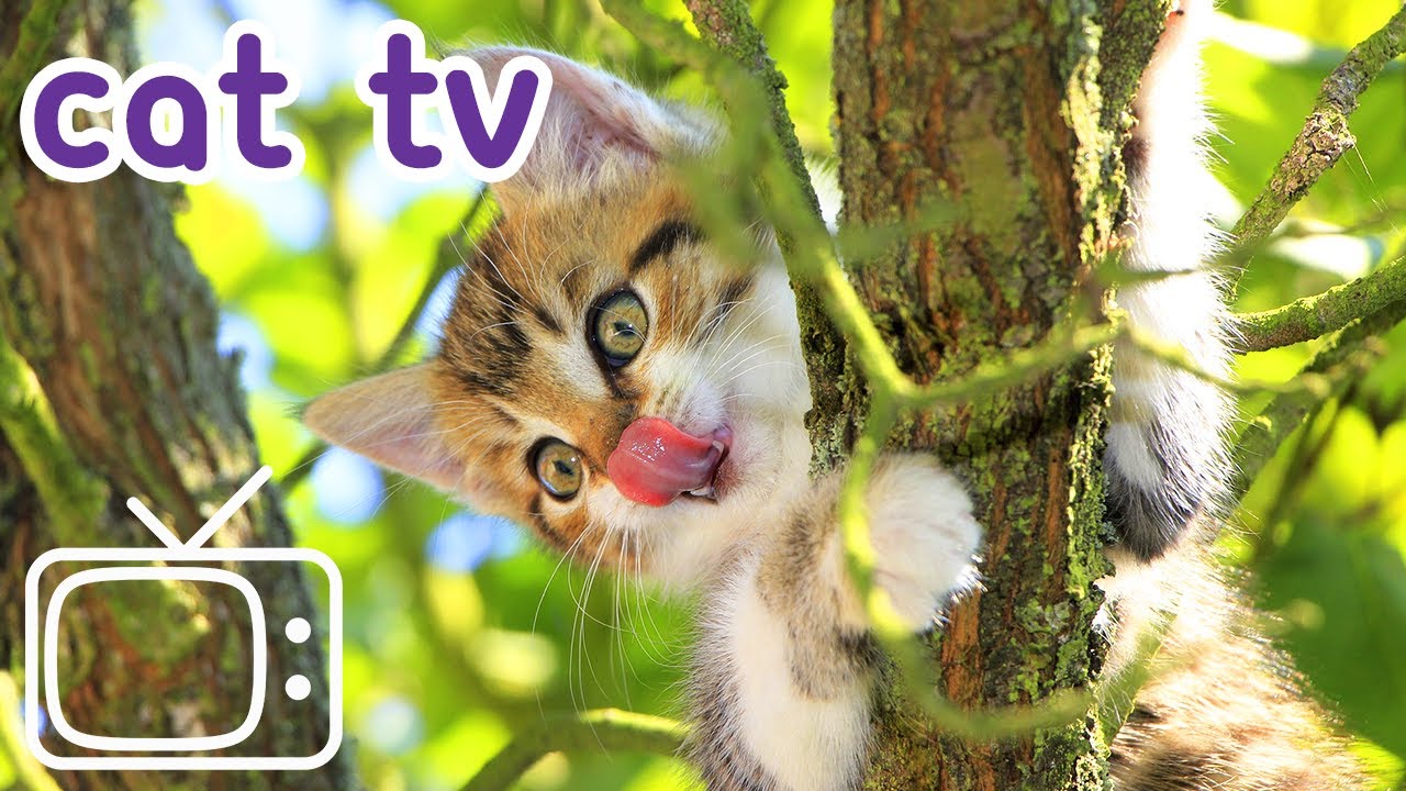 Cat TV Videos for Cats To Watch 2 Hour Cat Playlist YouTube