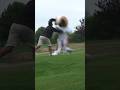 #dog #golf #remigaillard 🐶 thumbnail