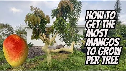 This Method of Growing Mango Trees Will Give You The Most Fruit
