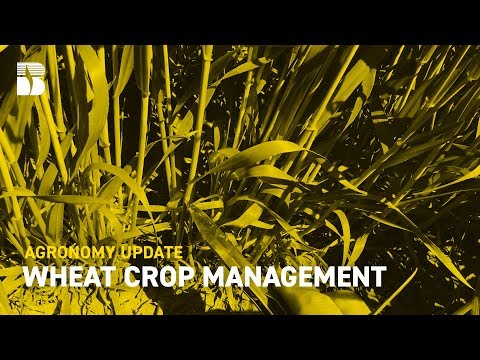 Wheat Crop Management