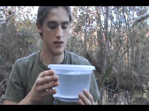 Brandon's Herp Adventures: Lesser Siren