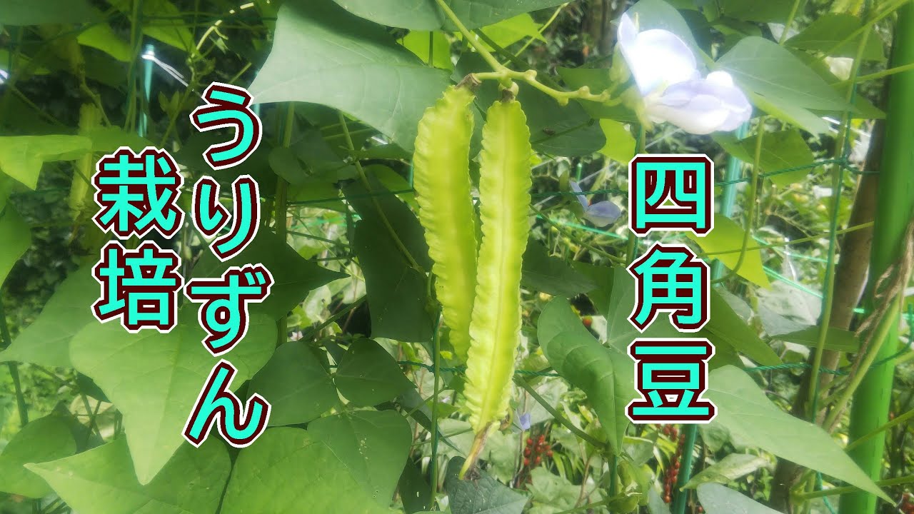 四角豆うりずんの栽培(種まきから収穫まで) - YouTube