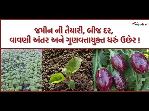 જમીન ની તૈયારી, બીજ દર, વાવણી અંતર અને ગુણવત્તાયુક્ત ધરું ઉછેર !