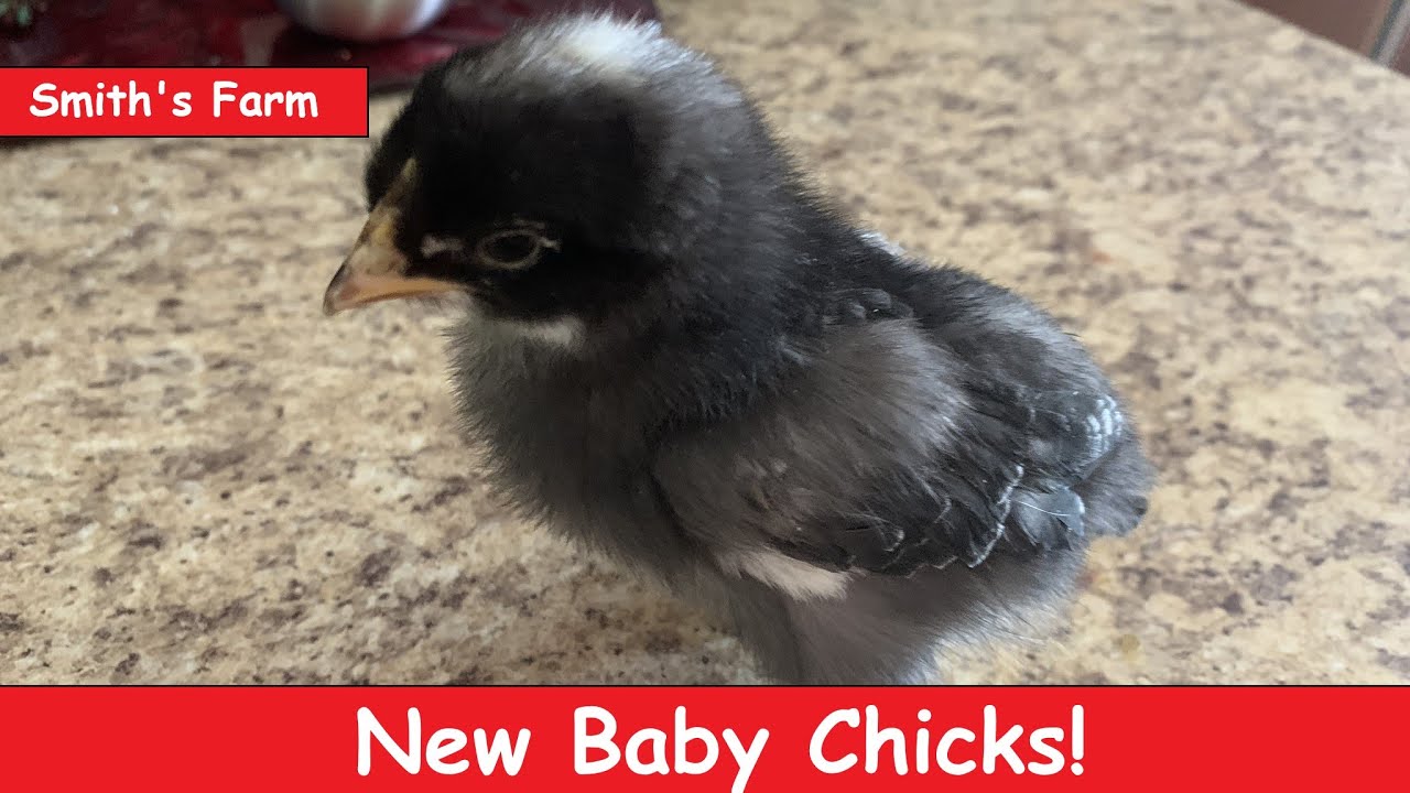 Check out the 10 new baby chicks at Smith's Nature Friendly Farm
