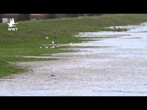 High Tide Todaytimeline Videos