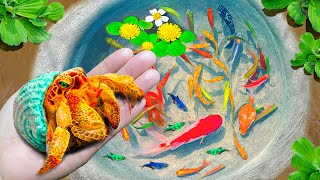 Most Amazing Found Hermit Crabs, Colorful Fish, Snails, Ornamental Fish, Goldfish, Koi Fish, Turtle by Uri Fishing 26,431 views 1 month ago 8 minutes, 45 seconds