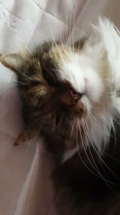 Pov:kai reikia keltis aš: