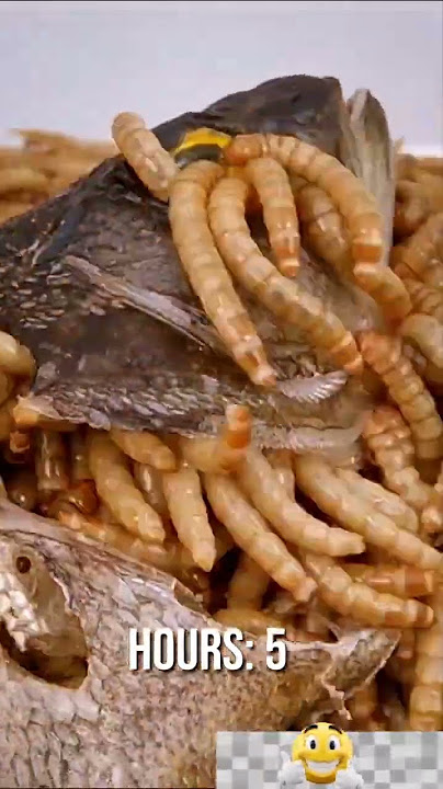 UlatPemakanSegalanya#UlatAneh#UlatUnik#HewanAneh#FaktaHewan#HewanLangka#AlamMisterius#SeranggaUnik