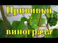 Прививки винограда чёрным в зелёное в условиях Беларуси, развитие прививок винограда
