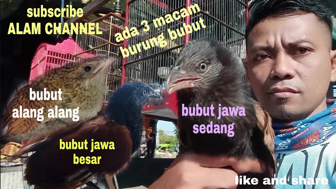 burung bubut#macam macam burung bubut#ciri ciri burung bubut# 