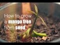 How to grow a mango tree from seed