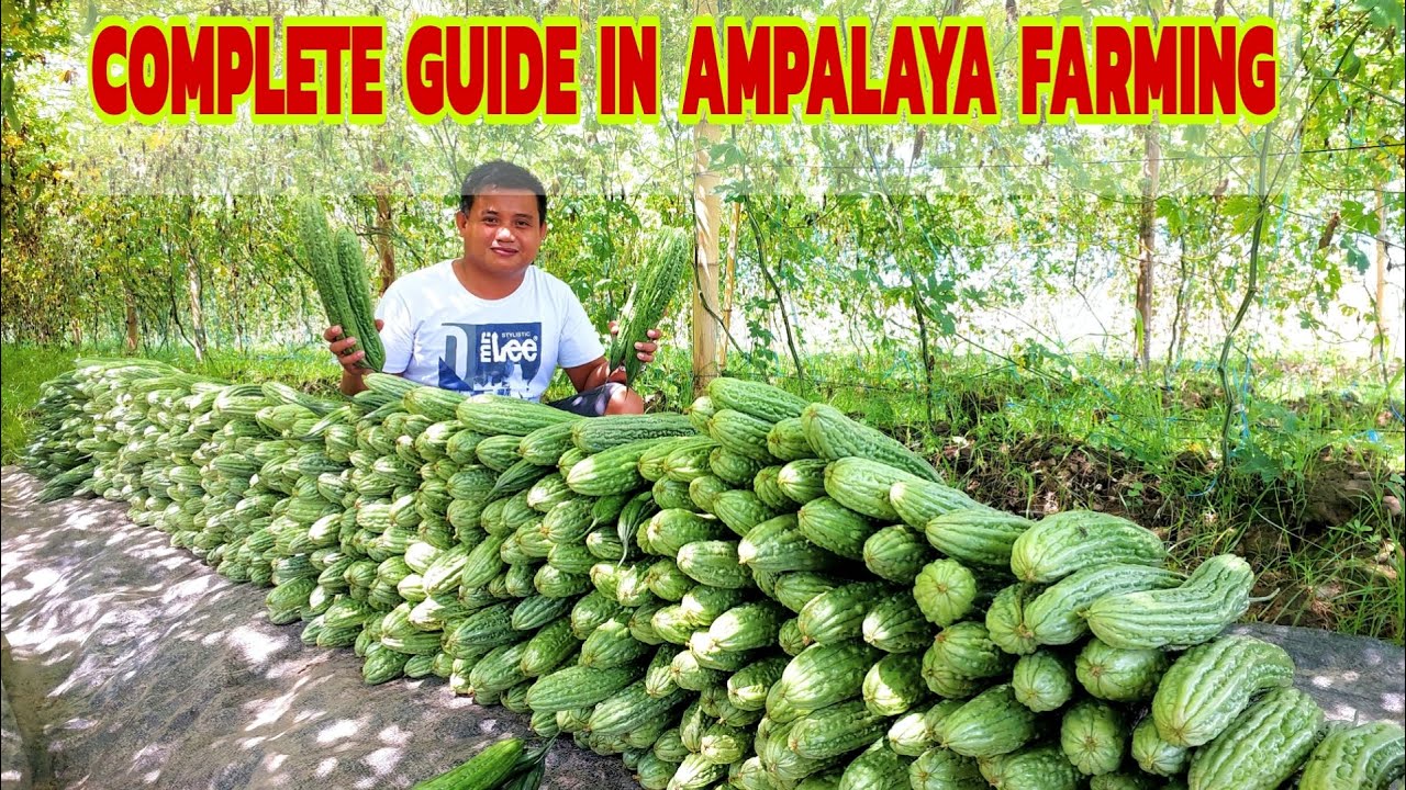 Epektibong Paraan Para  Matagal na Nagbubunga ng Marami ang Ampalaya