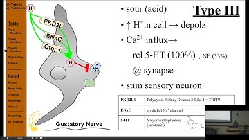 Smell and Taste Biochemistry Entire Lecture