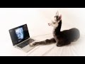 Here's a baby alpaca looking at pictures of alpacas on a MacBook