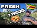 Tomato Farming Magic How His Tomatoes Achieve 3 Weeks Freshness In Zimbabwe 2025
