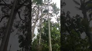 #durian #duren #durianindonesia | Angin kencang gak ada yang jatuh durian