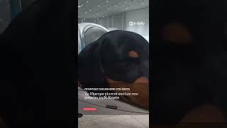 Ένα τεράστιο γλυπτό σκυλί που… αναπνέει; 🐶✨